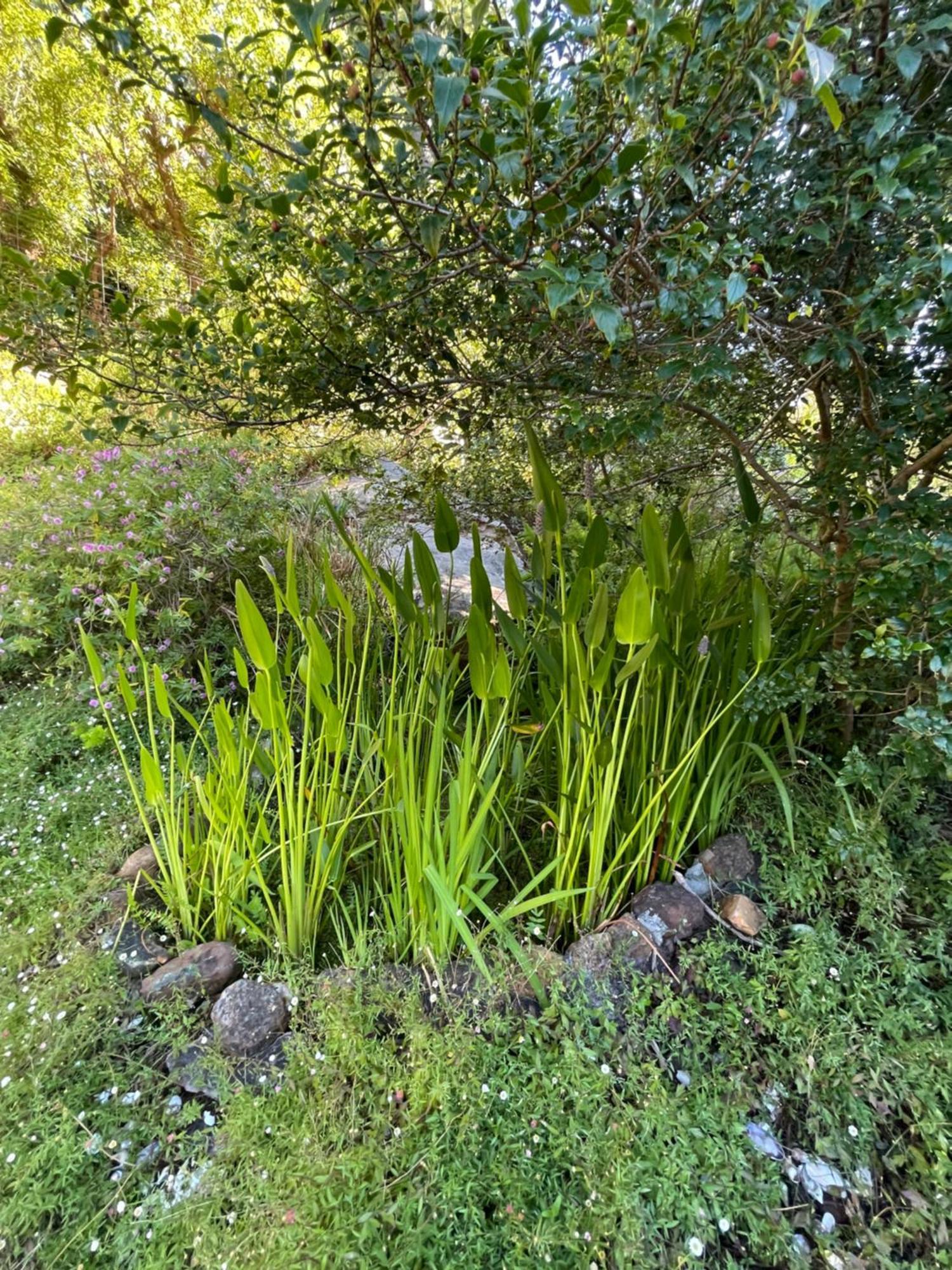 Ixia Studio-serene, Solar, Pet Friendly, Garden And Valley Views Apartment *